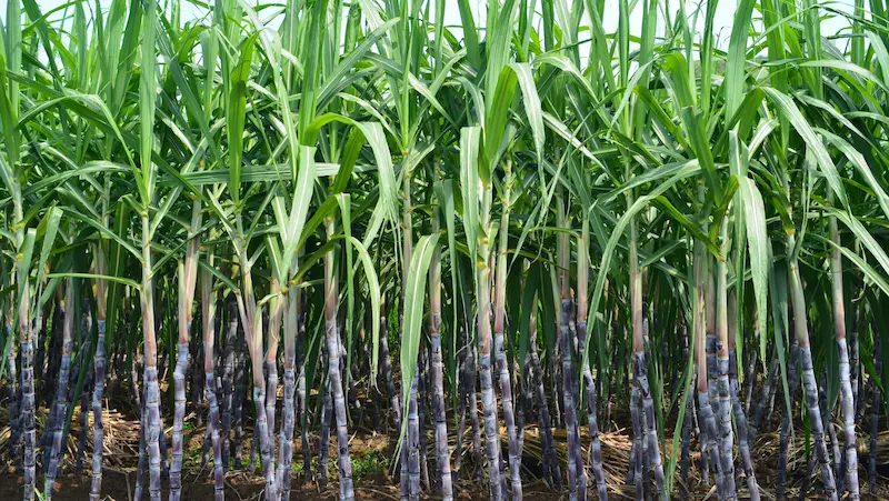 El Dulce Impulso Económico: Exportaciones de Caña de Azúcar en Brasil - Datasur Blog