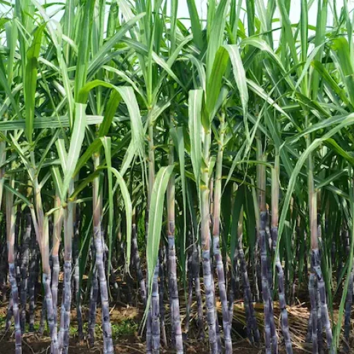 El Dulce Impulso Económico: Exportaciones de Caña de Azúcar en Brasil - Datasur Blog